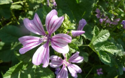 Wilde Malve – Eine Anwendung mit aquamarinblauer Farbe